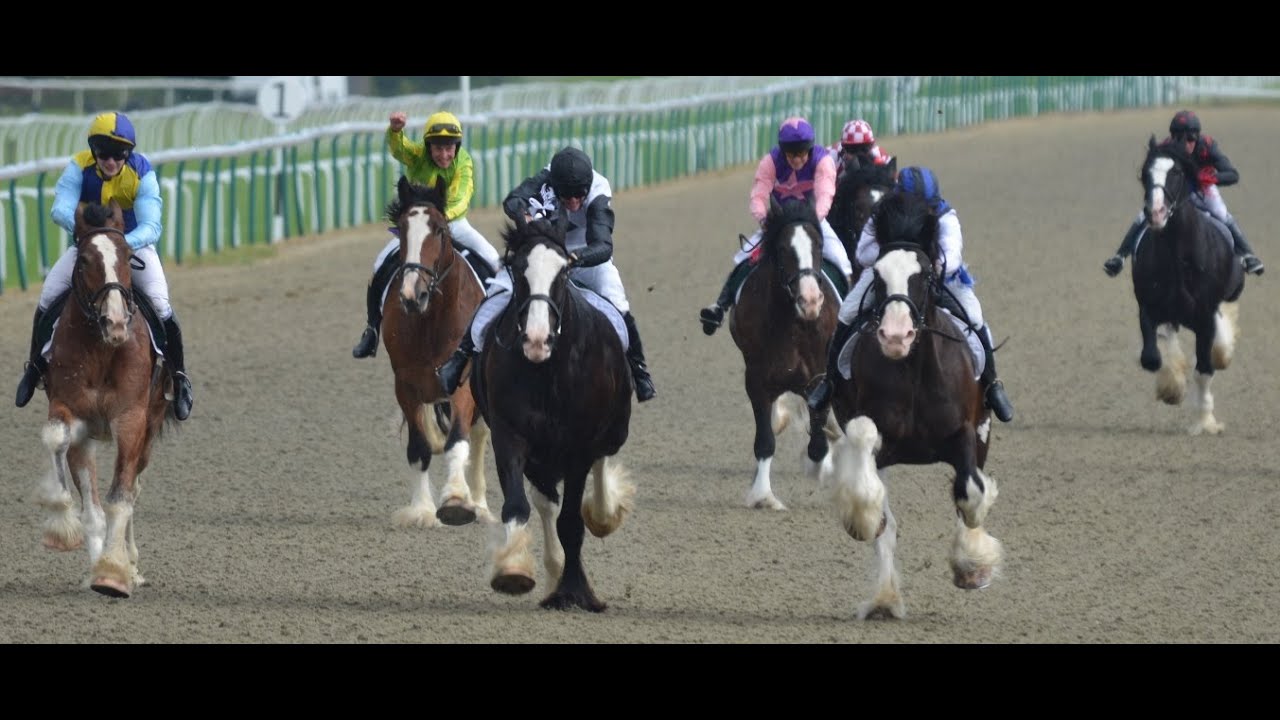 Shire Horse Racing - Shire Draft Horses